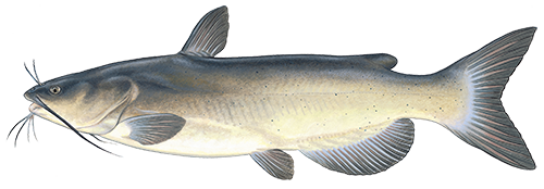White Bass